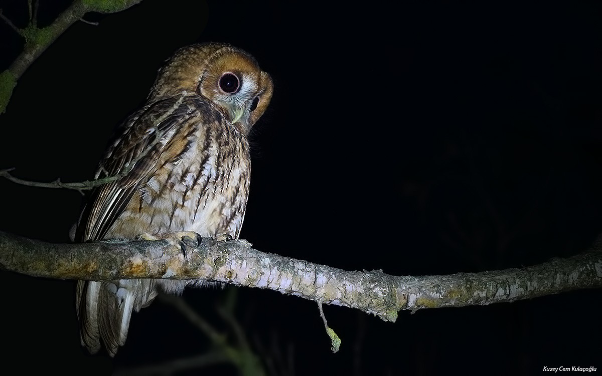 Tawny Owl - ML92555121