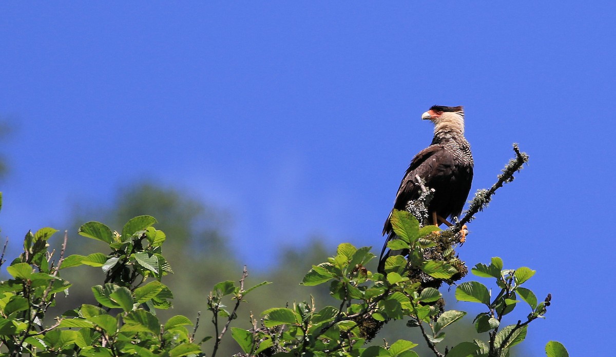 Crested Caracara (Southern) - ML92557881