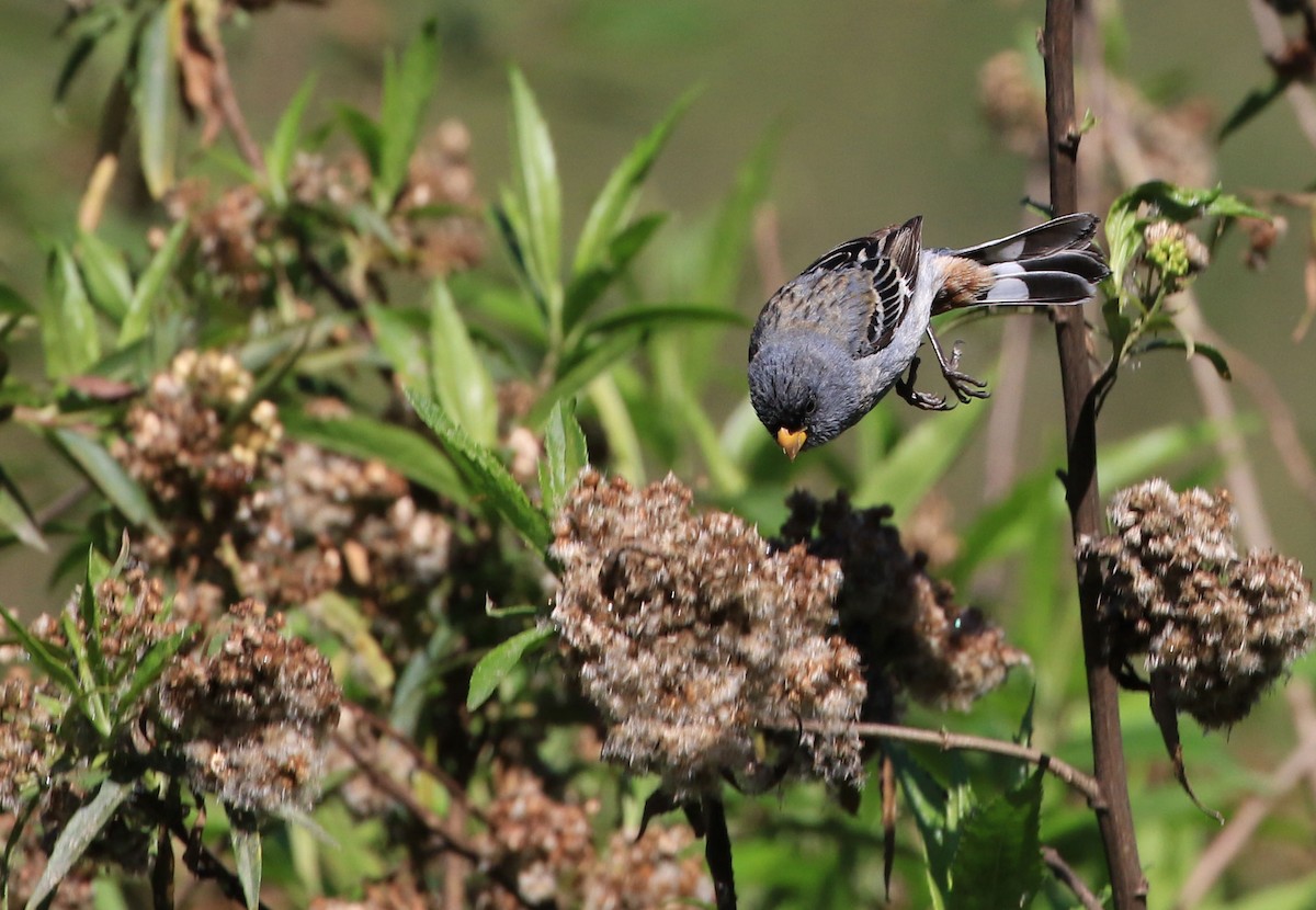 Band-tailed Seedeater - ML92559171
