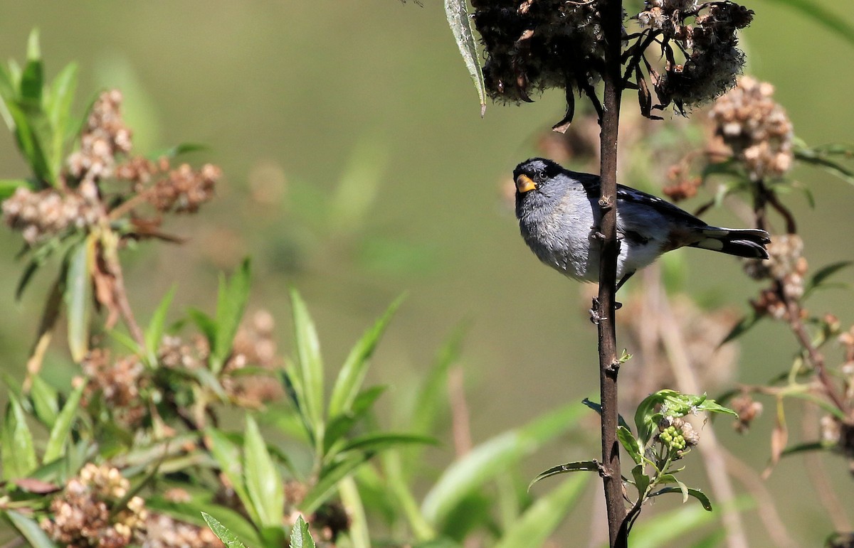 Band-tailed Seedeater - ML92559181