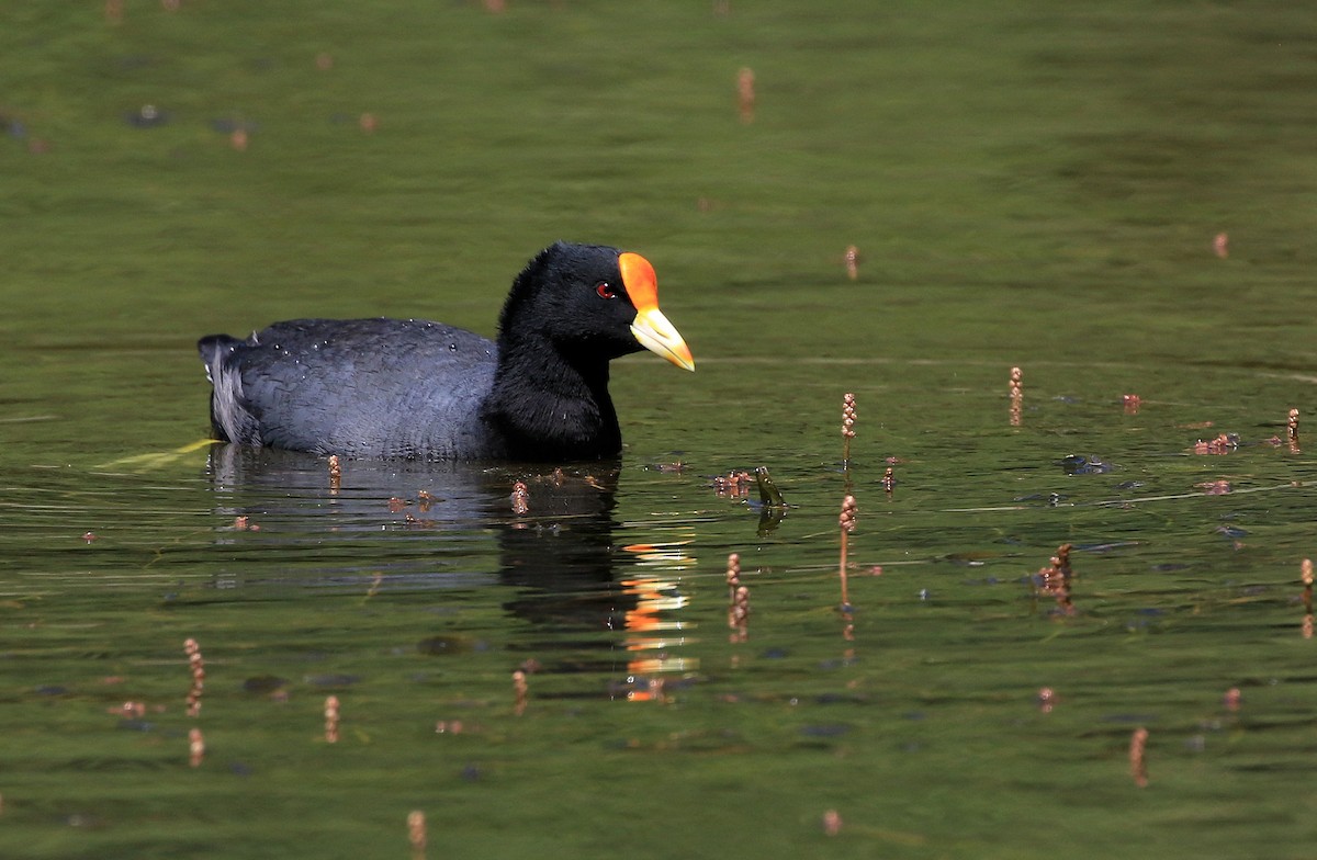 White-winged Coot - ML92559241