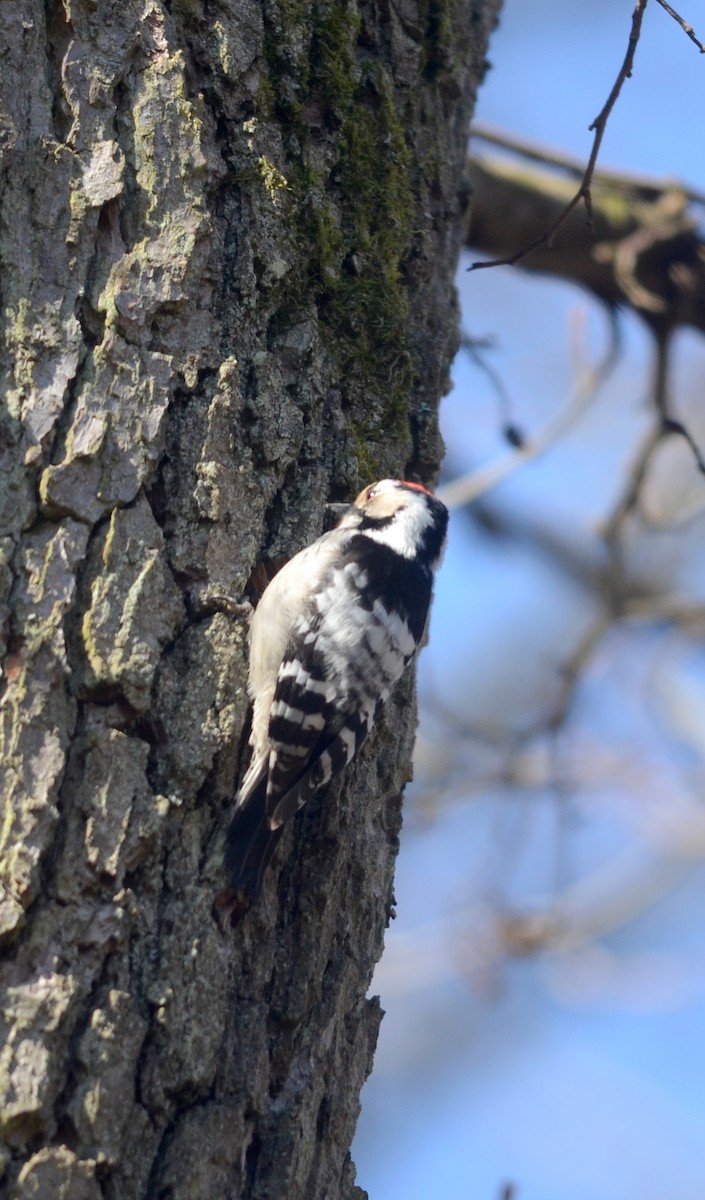 Lesser Spotted Woodpecker - Nikolaj Mølgaard Thomsen
