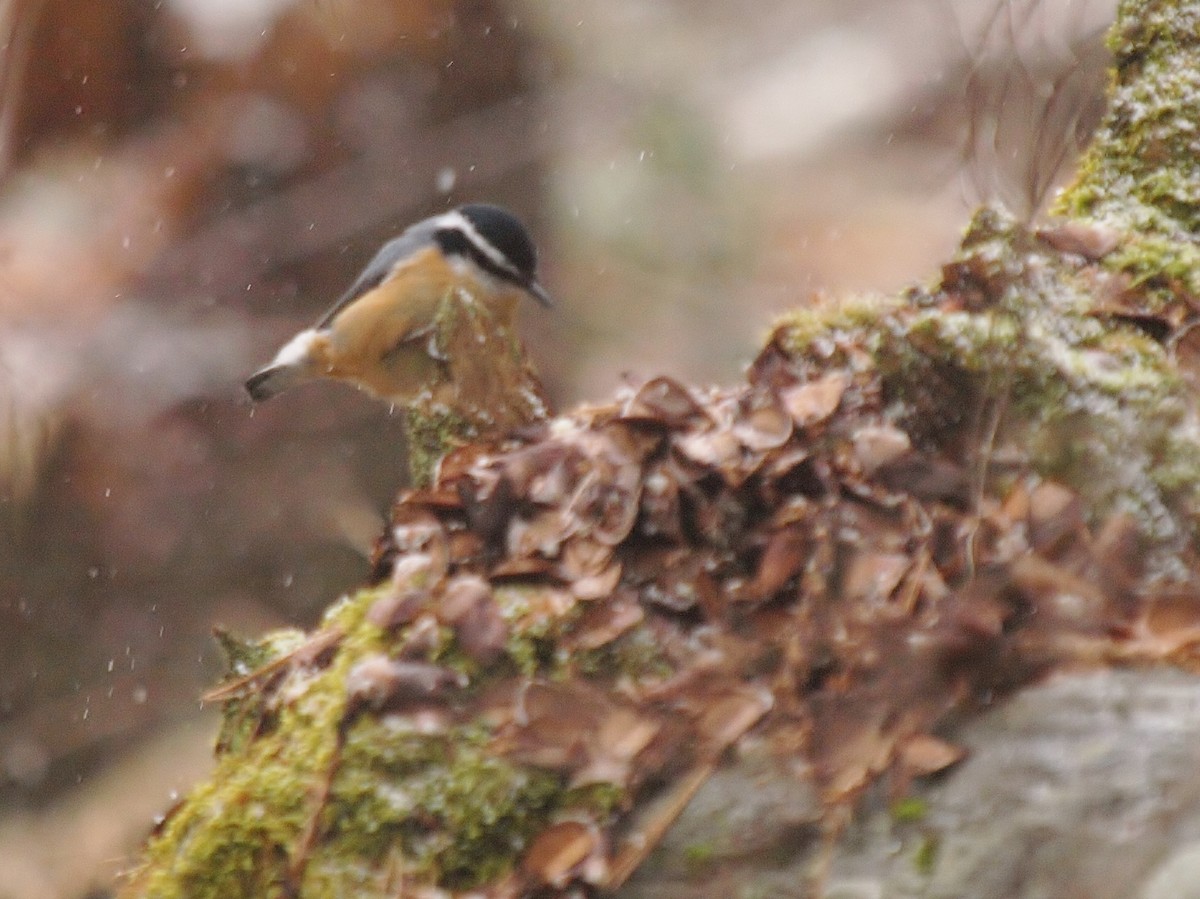Red-breasted Nuthatch - Bill Bunn