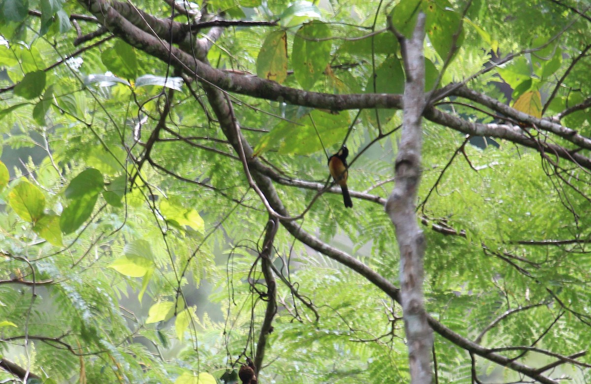 Yellow-crested Tanager - ML92561561