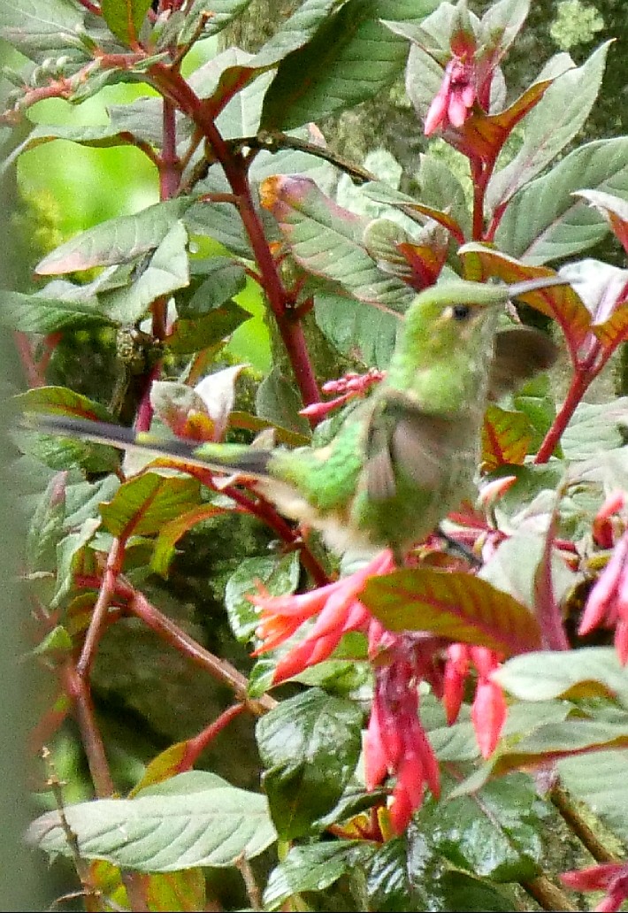 Uzun Kuyruklu Kolibri - ML92562501