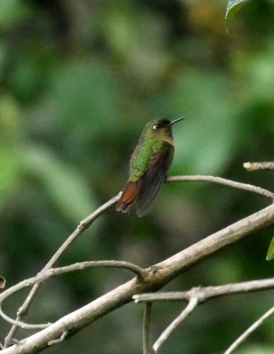 Tyrian Metaltail - ML92562661