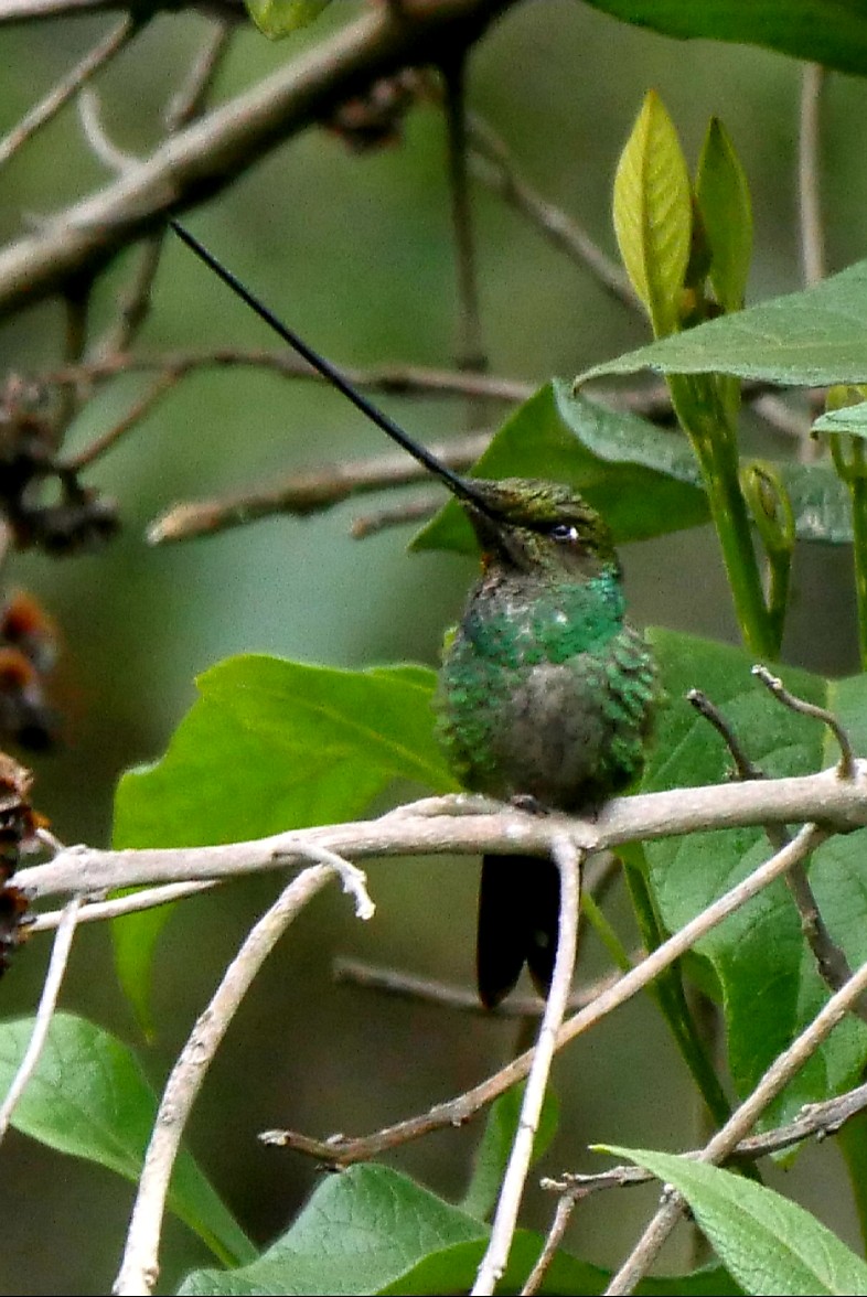 Sword-billed Hummingbird - Roger Horn