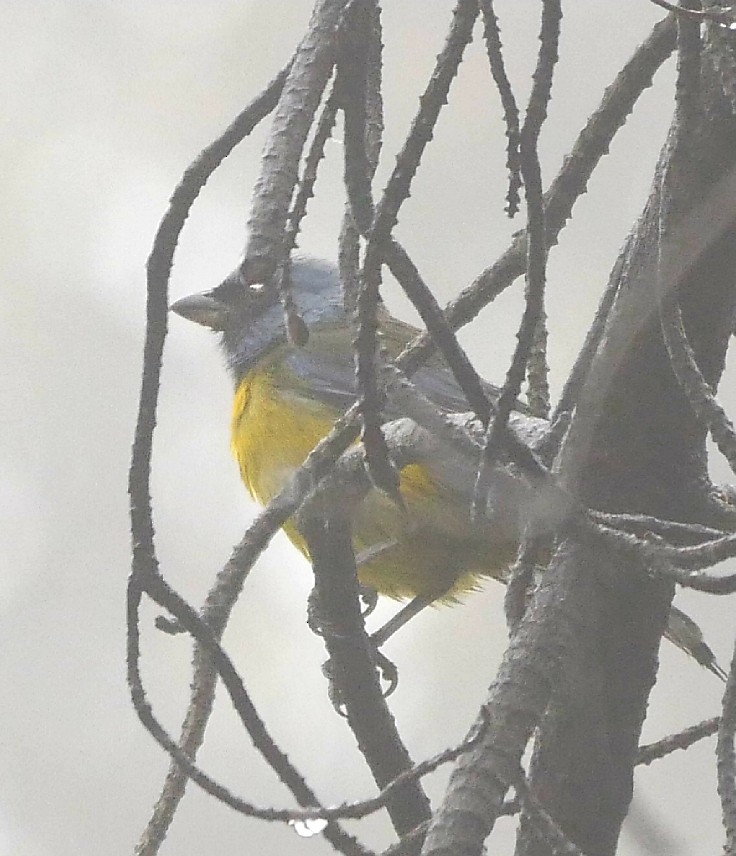 Blue-and-yellow Tanager - ML92563021