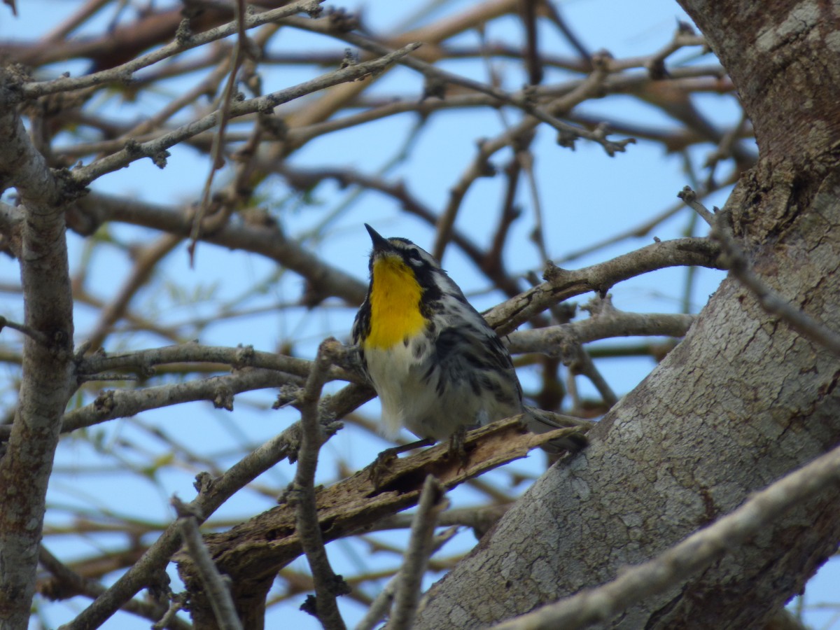 Yellow-throated Warbler - ML92565641