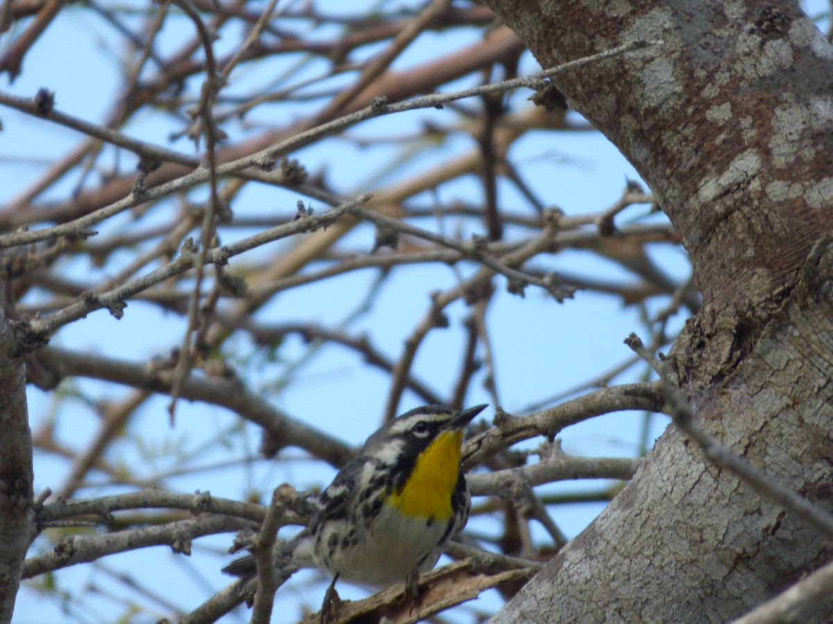 Yellow-throated Warbler - ML92565731