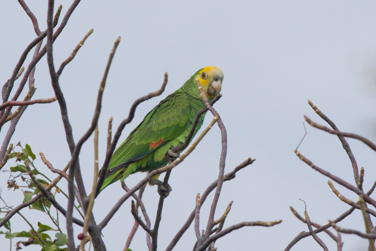 Yellow-shouldered Parrot - Jeff Gerbracht