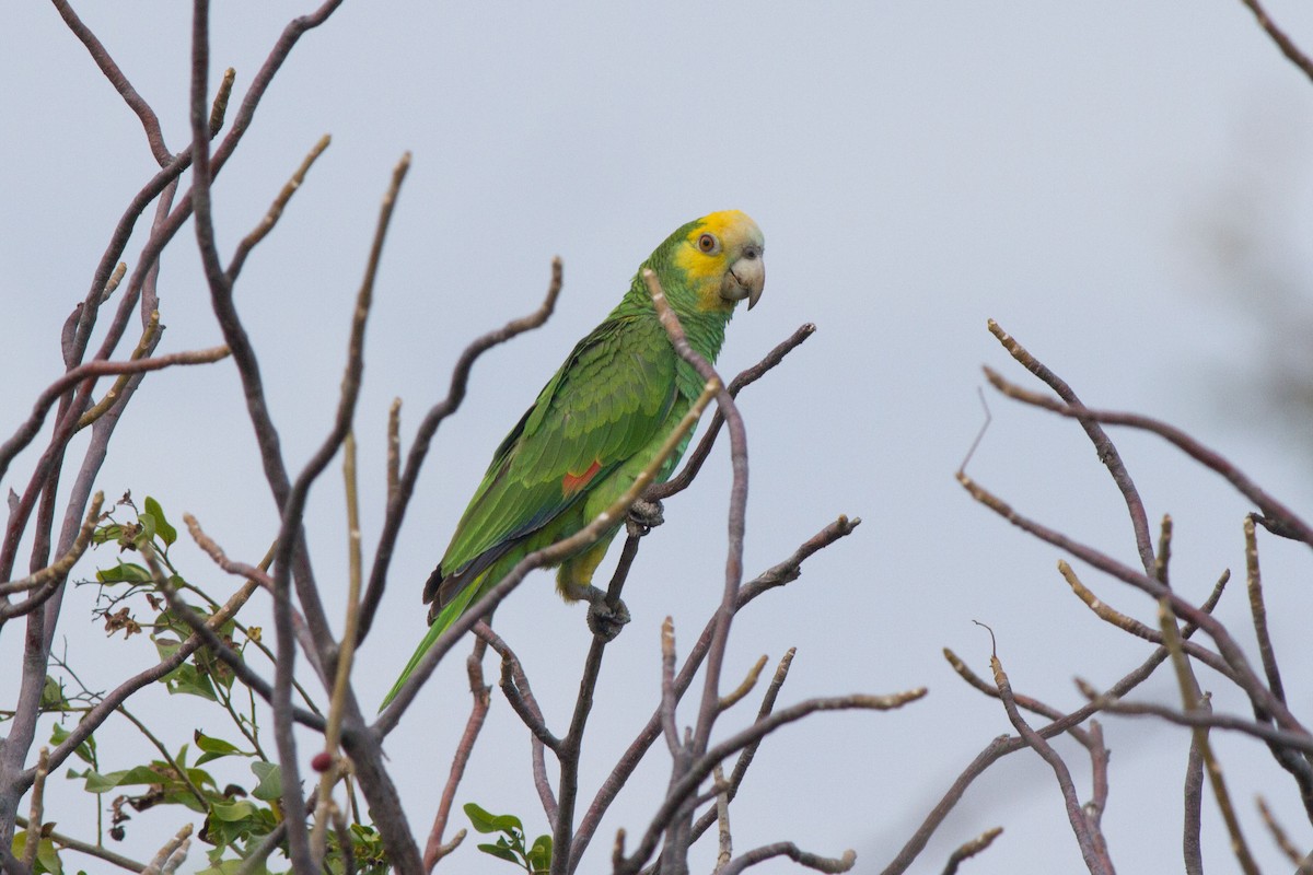 Yellow-shouldered Parrot - ML92566111