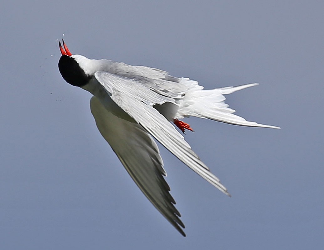 Common Tern - Mike Litak