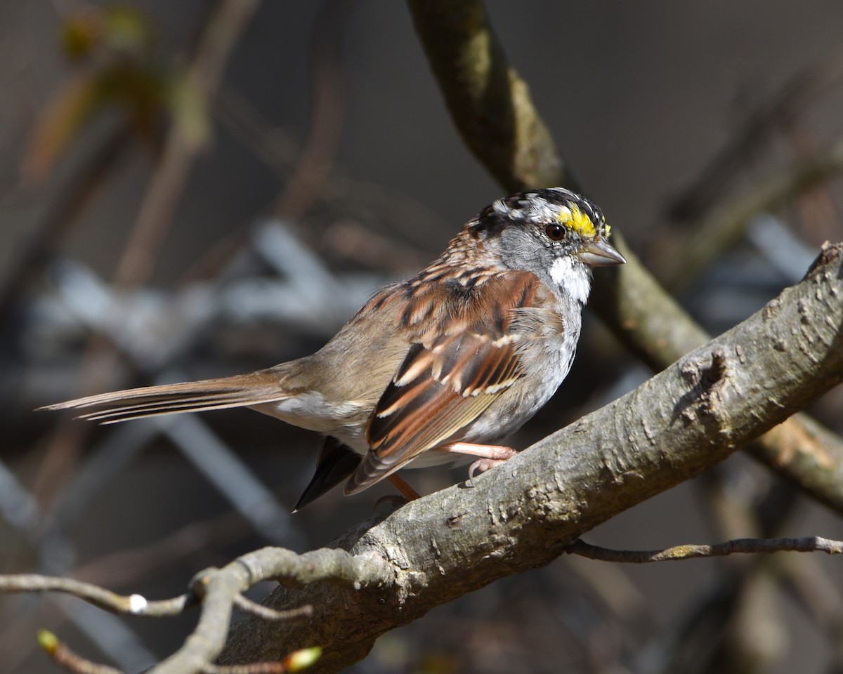 White-throated Sparrow - Greg Hudson