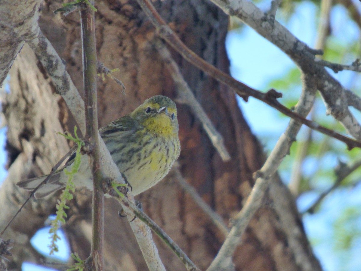 Cape May Warbler - ML92567951