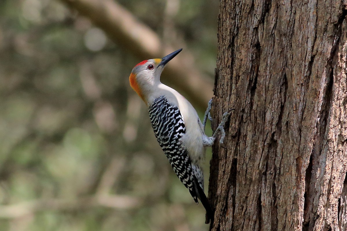 Golden-fronted Woodpecker - John Mercer