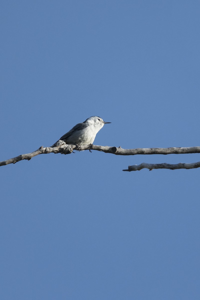 White-breasted Nuthatch - ML92573551