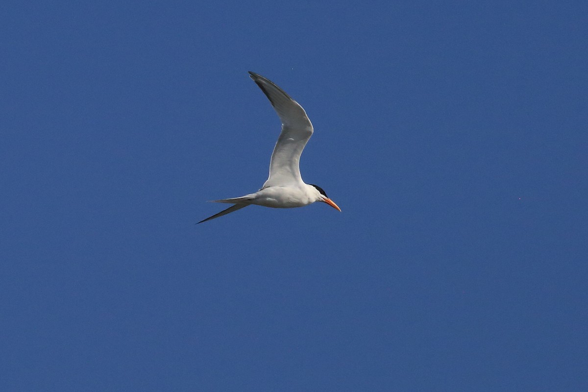 Royal Tern - John Mercer