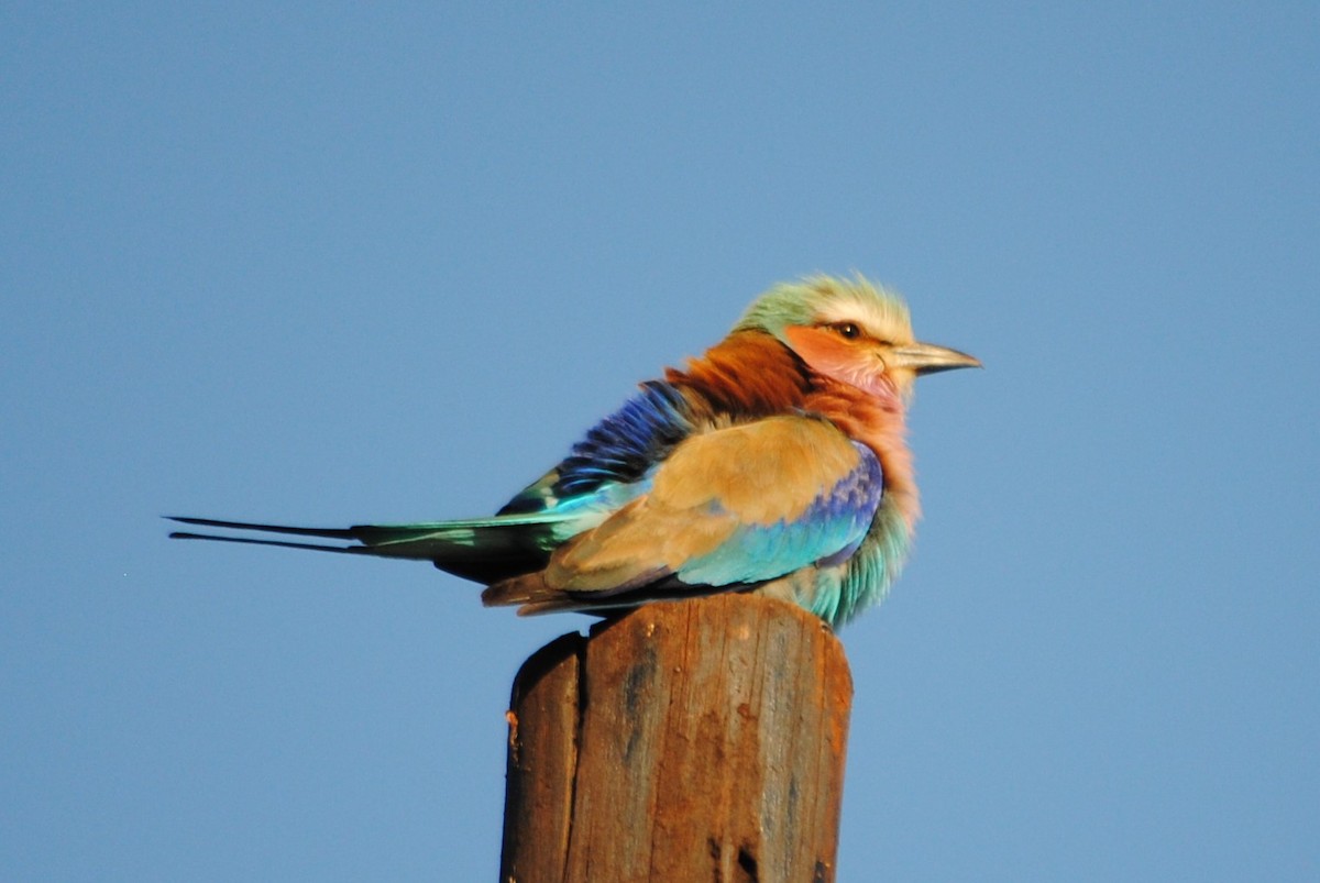Lilac-breasted Roller - ML92574431