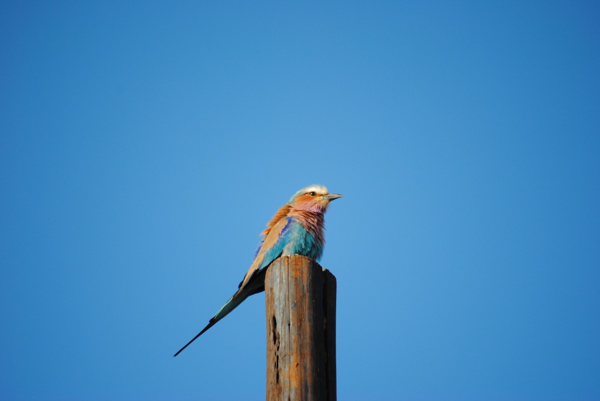 Lilac-breasted Roller - ML92574541