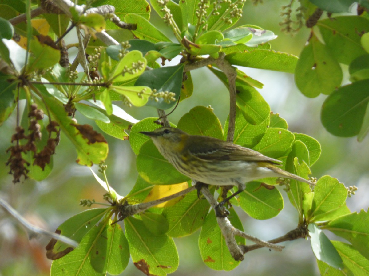 Cape May Warbler - ML92576801