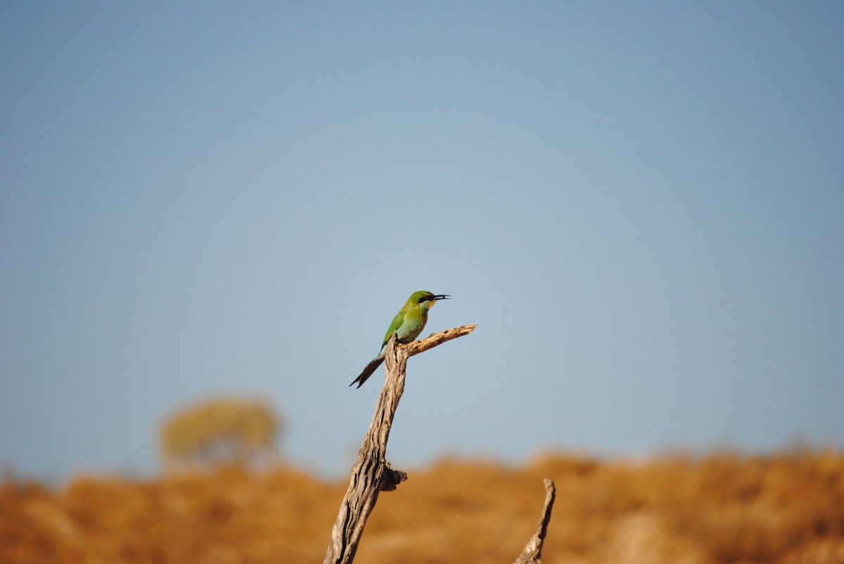 Swallow-tailed Bee-eater - ML92577231