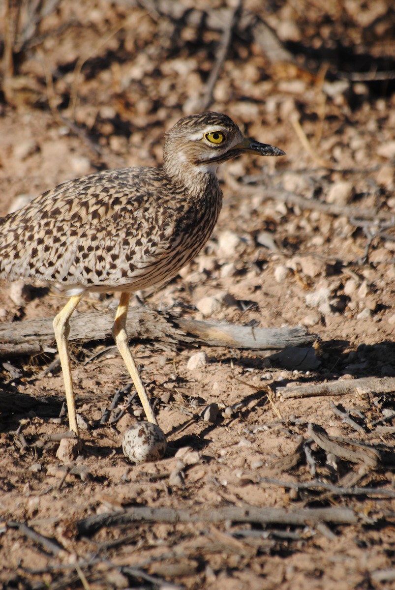 Spotted Thick-knee - ML92577721