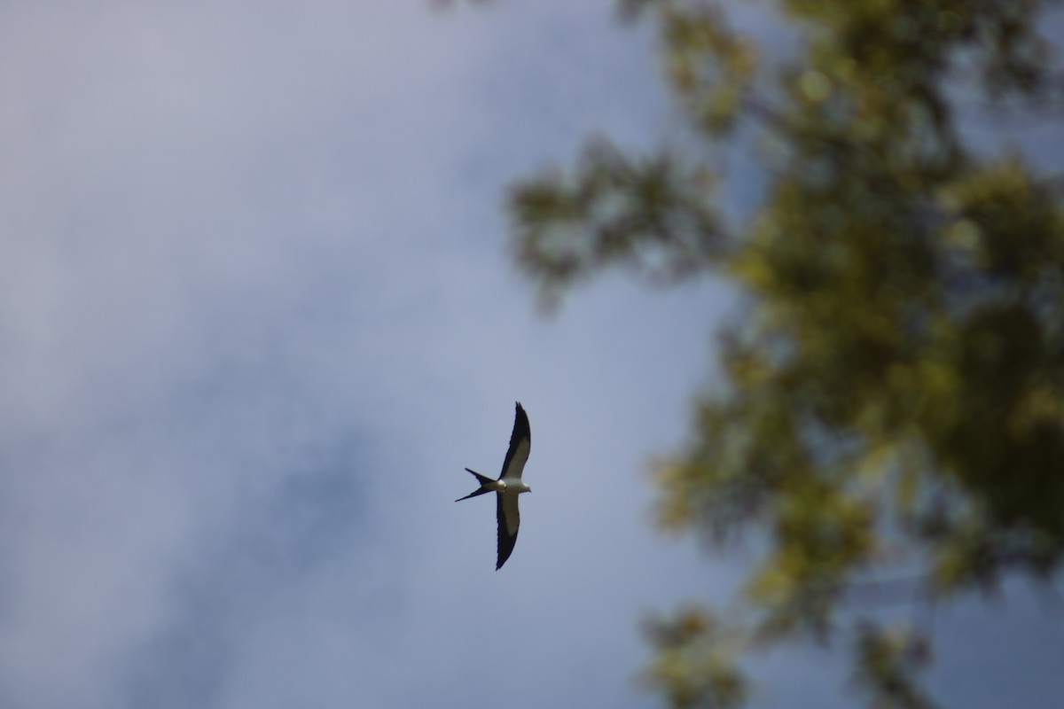 Swallow-tailed Kite - ML92578741