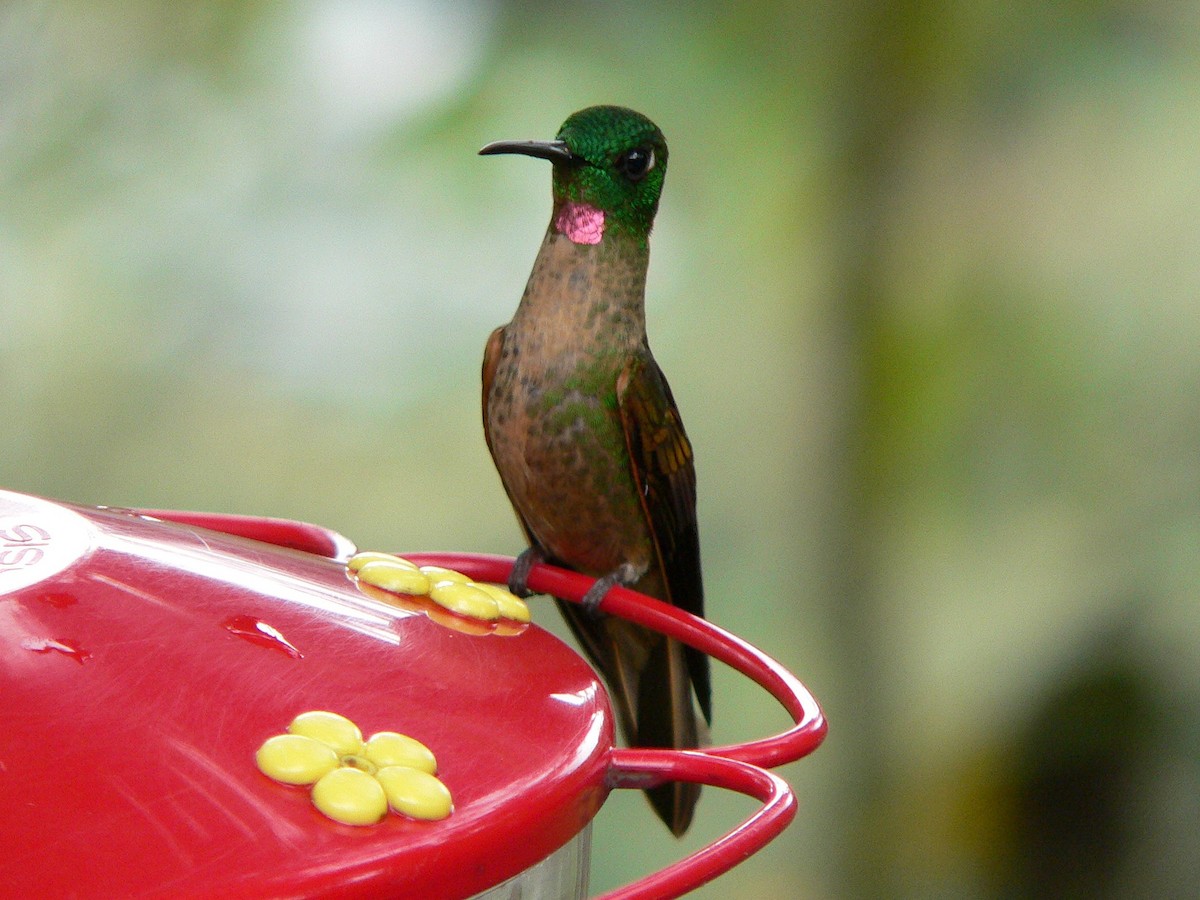 kolibřík hnědobřichý - ML92580761