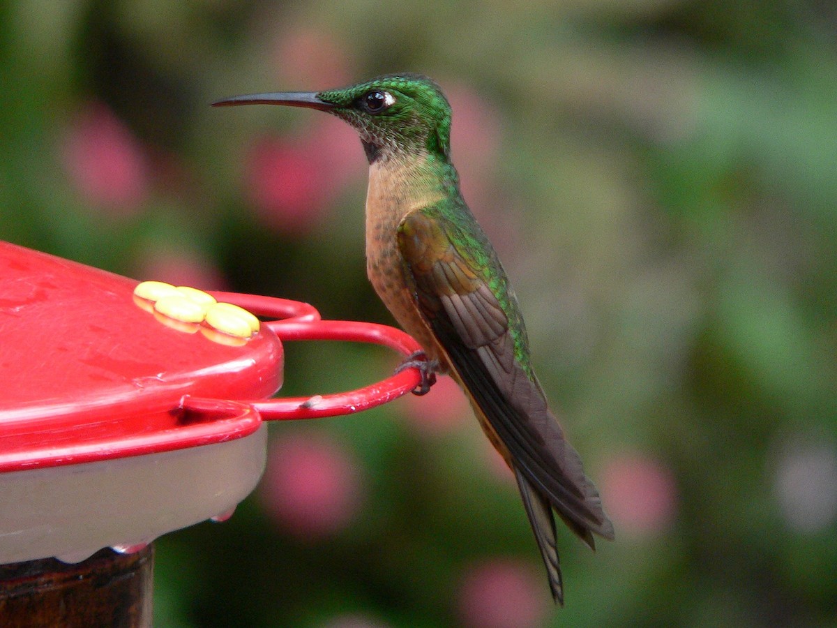 kolibřík hnědobřichý - ML92580991