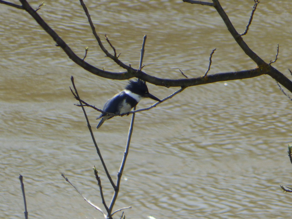 Belted Kingfisher - ML92587561