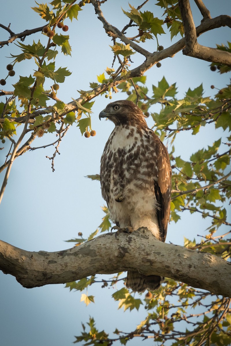 Red-tailed Hawk - ML92590571