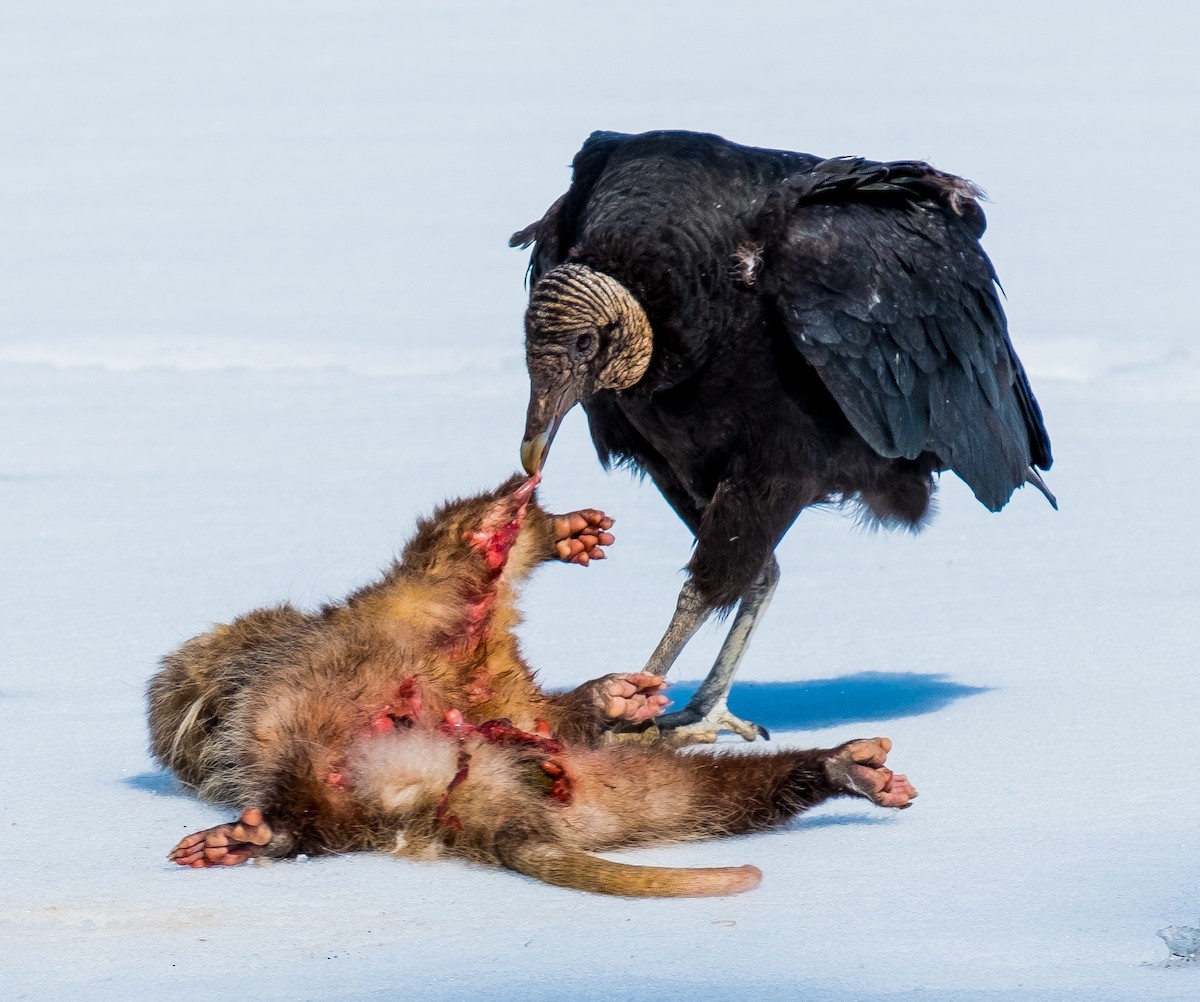 Black Vulture - JOHN MCNULTY
