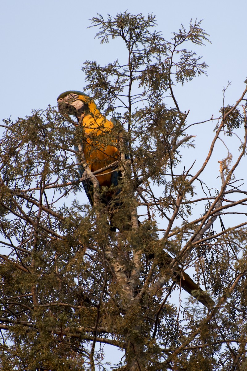 Blue-and-yellow Macaw - ML92593551