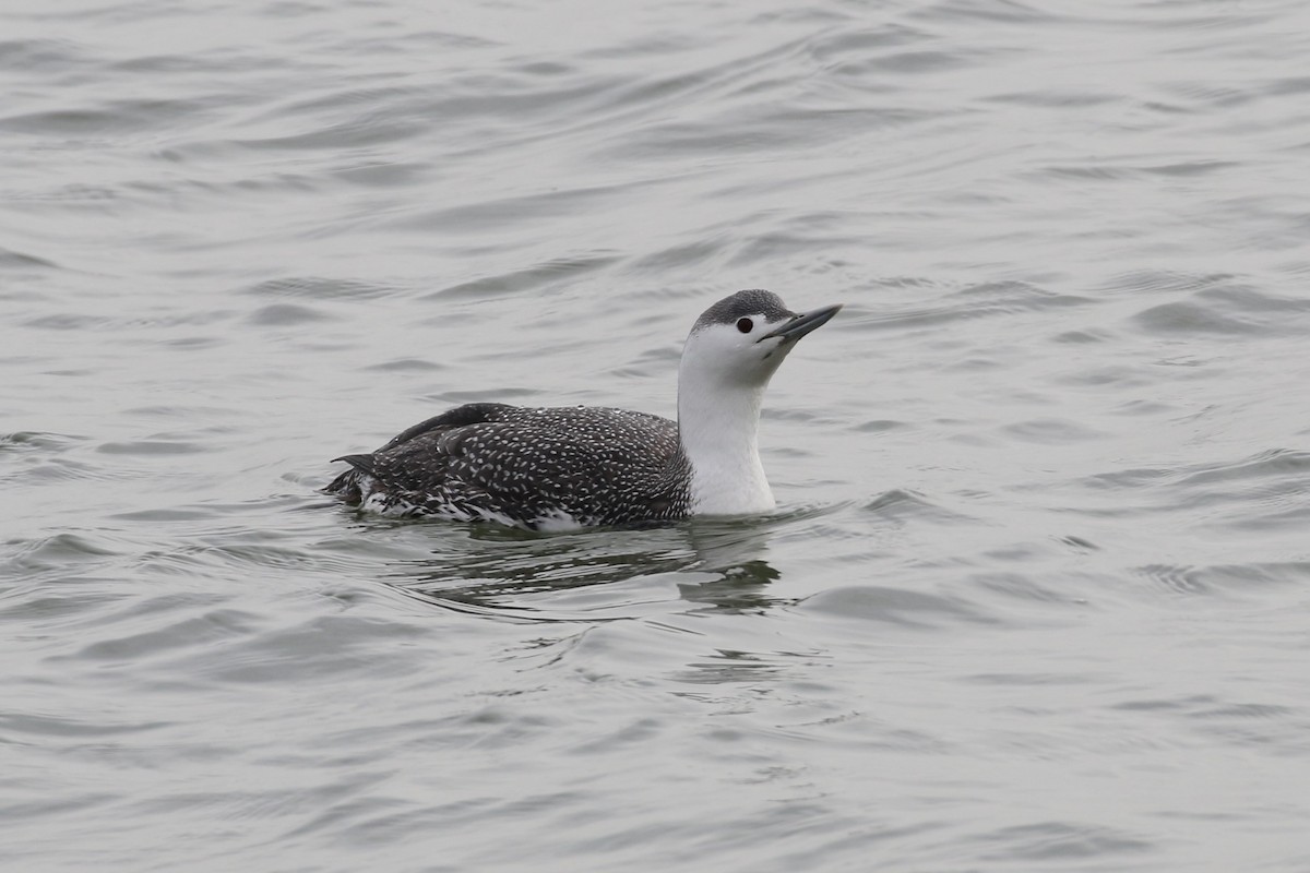 Red-throated Loon - John Oshlick