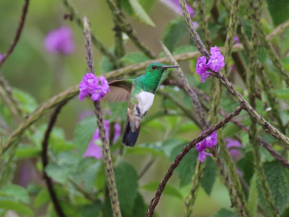 Snowy-bellied Hummingbird - ML92594421