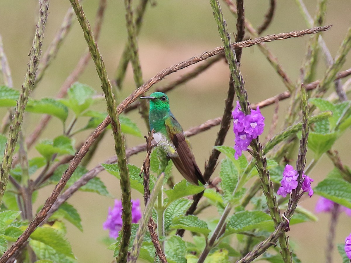 Snowy-bellied Hummingbird - ML92594471