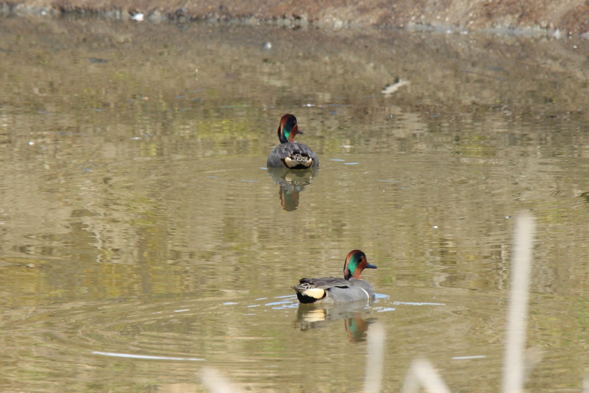 Green-winged Teal - ML92594541