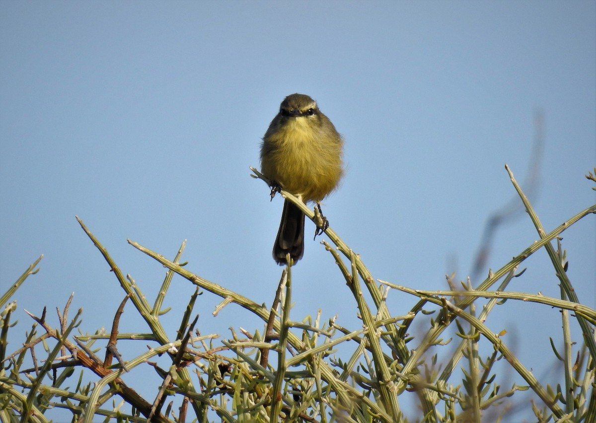 Greater Wagtail-Tyrant - ML92599871