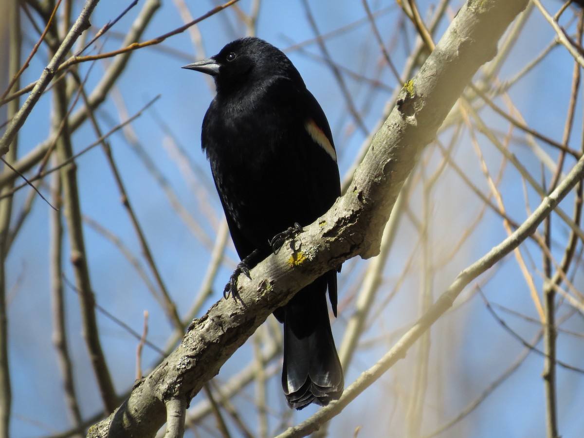 Red-winged Blackbird - mc coburn