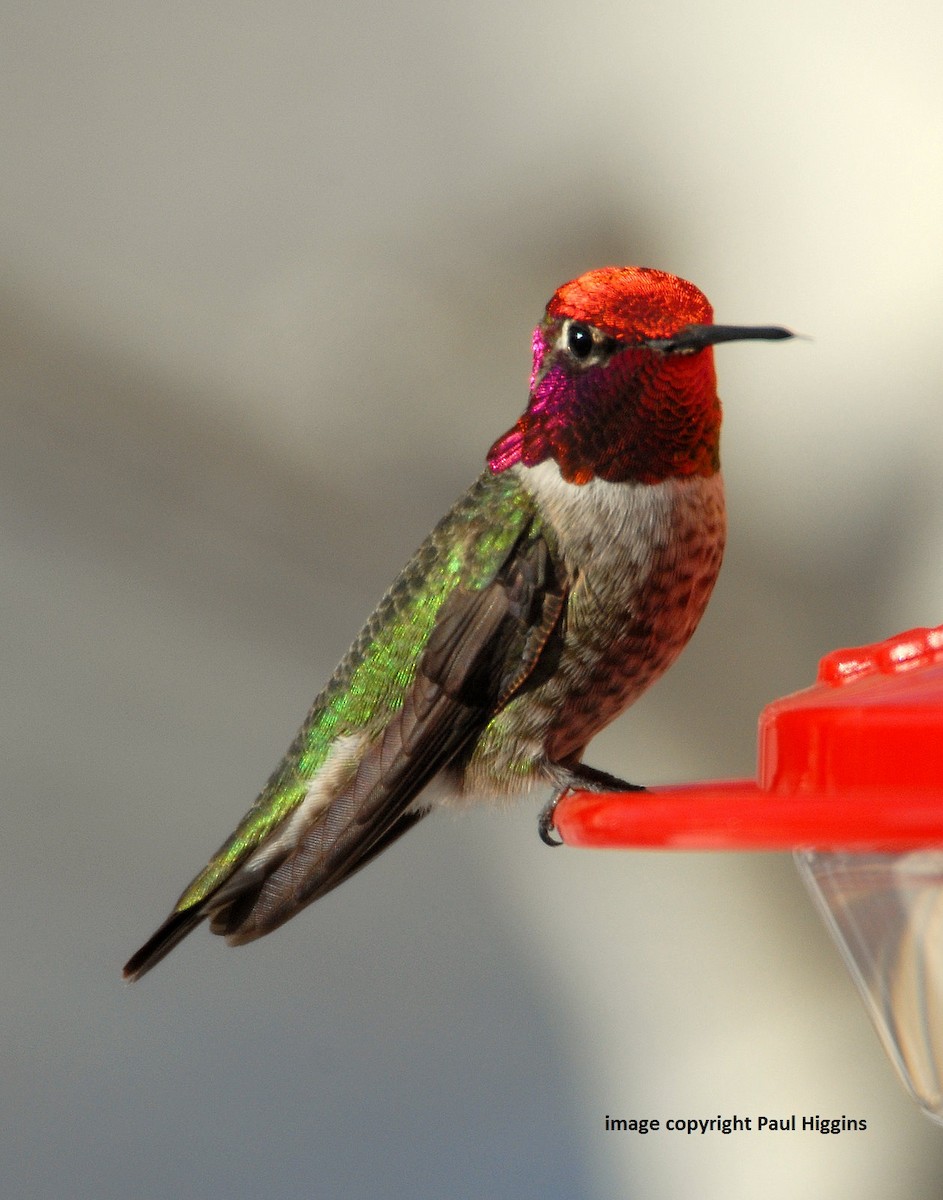 Anna's Hummingbird - Kristin Purdy