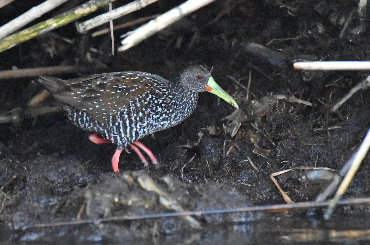 Spotted Rail - ML92602551