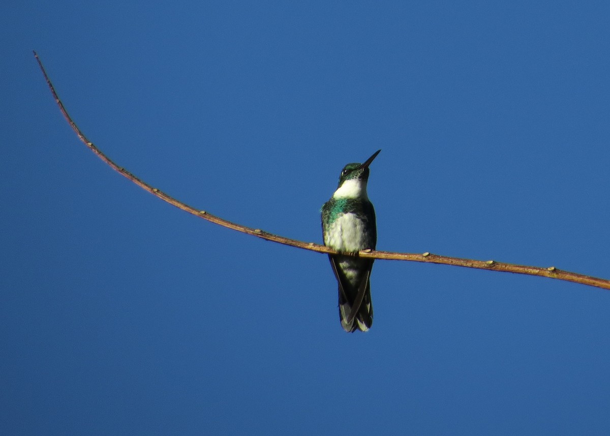 White-throated Hummingbird - Ian Gardner
