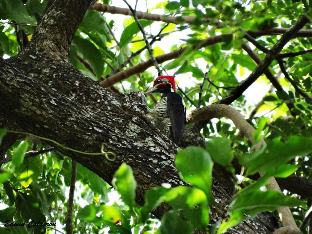 Lineated Woodpecker - Edwin Calderon