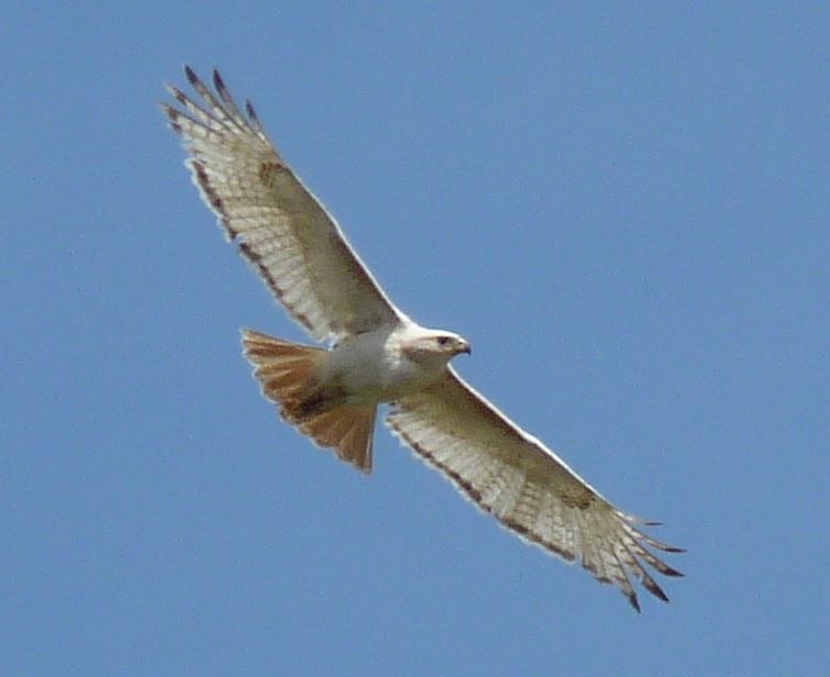 Red-tailed Hawk (umbrinus) - ML92610191