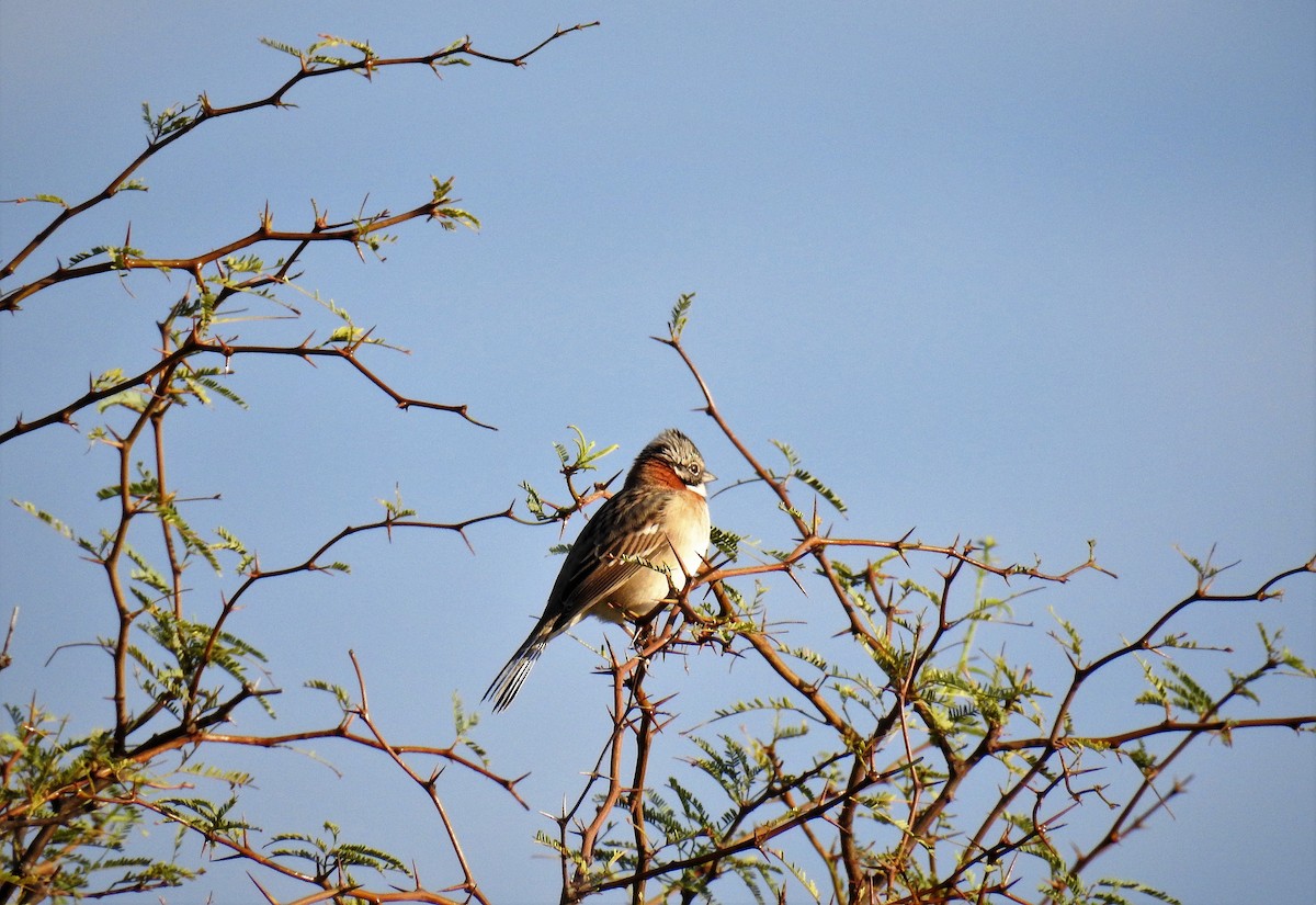 Rufous-collared Sparrow - ML92611151