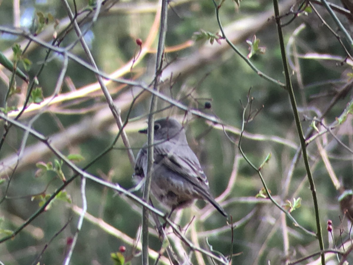 Townsend's Solitaire - ML92621941