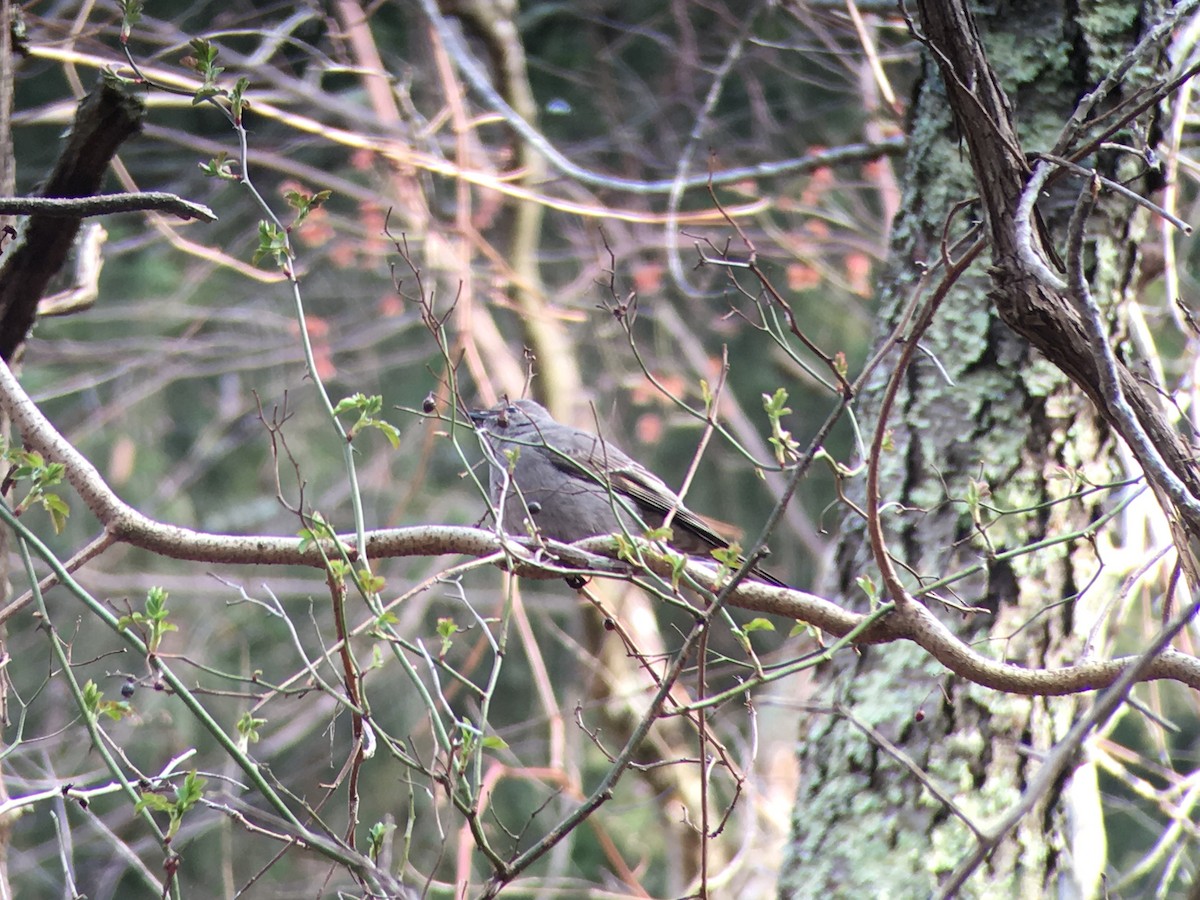 Townsend's Solitaire - ML92621961