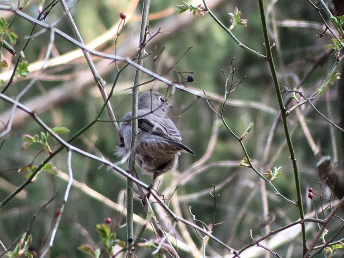 Townsend's Solitaire - ML92621991