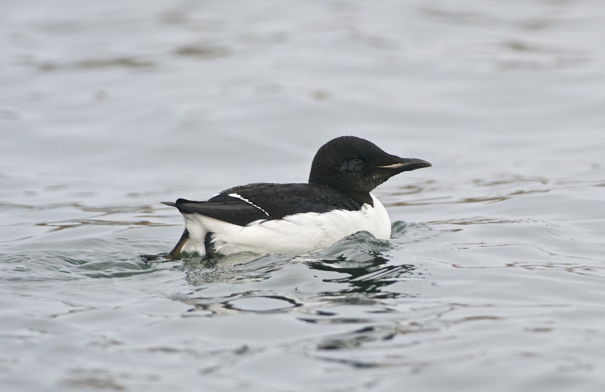 Thick-billed Murre - ML92622021